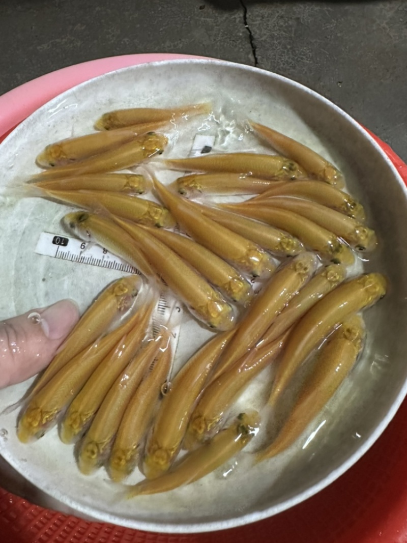 俄罗斯金草鱼苗