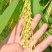 水稻专用增产套餐杀虫杀菌防病稻瘟病纹枯病钻心虫