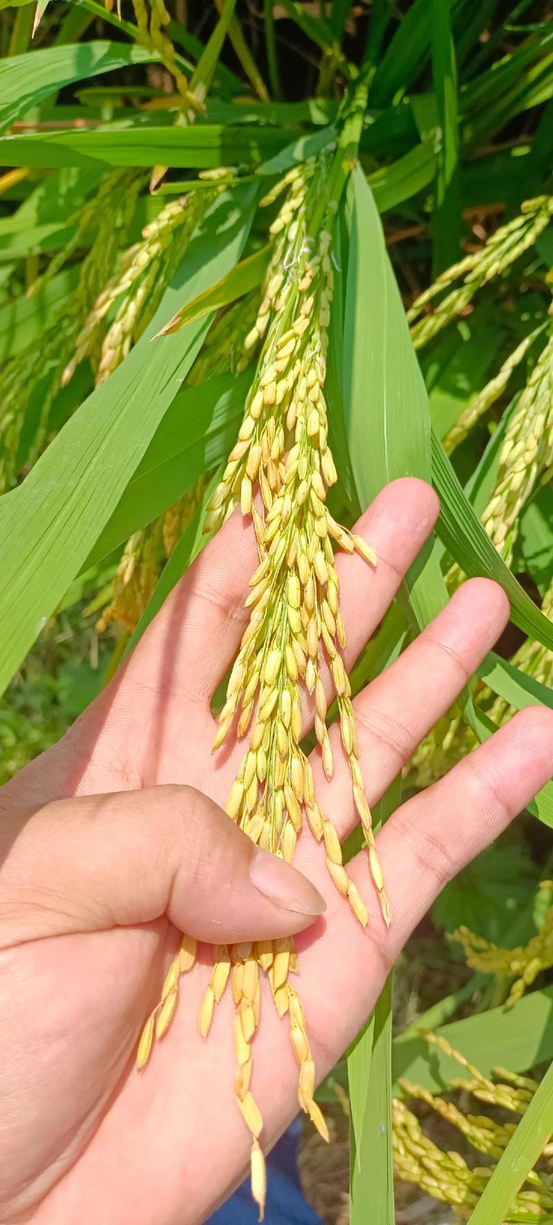 水稻专用增产套餐杀虫杀菌防病稻瘟病纹枯病钻心虫