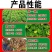 上海美达保美乐12效合一作物增产套餐小麦花生玉米高粱药材
