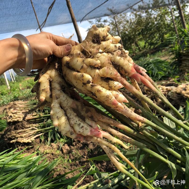 上海美达保美乐12效合一作物增产套餐小麦花生玉米高粱药材