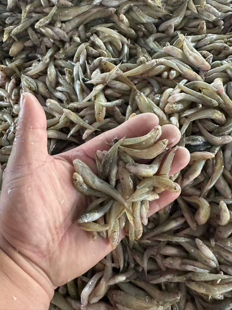 冻板趴地虎鱼，小黄鱼，按照要求提供