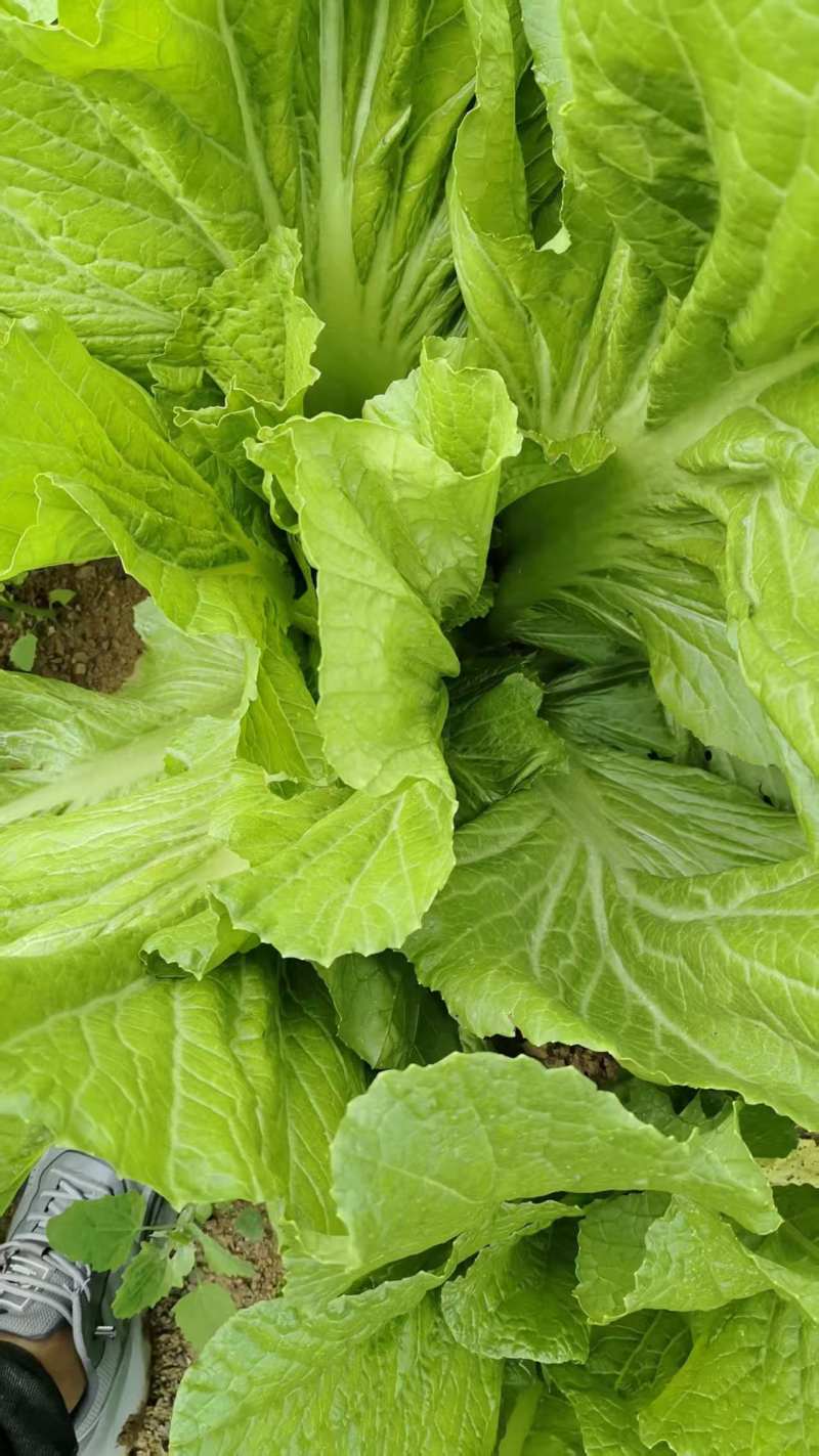 贵州青菜