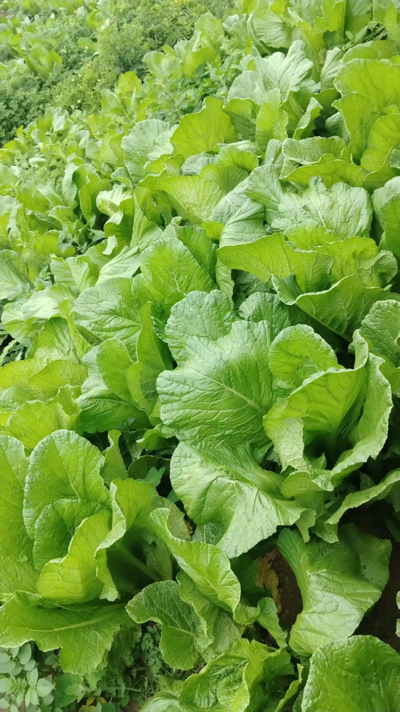 贵州青菜