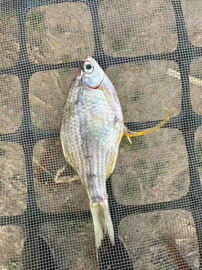 鰟鲏鱼干，可按要求加工