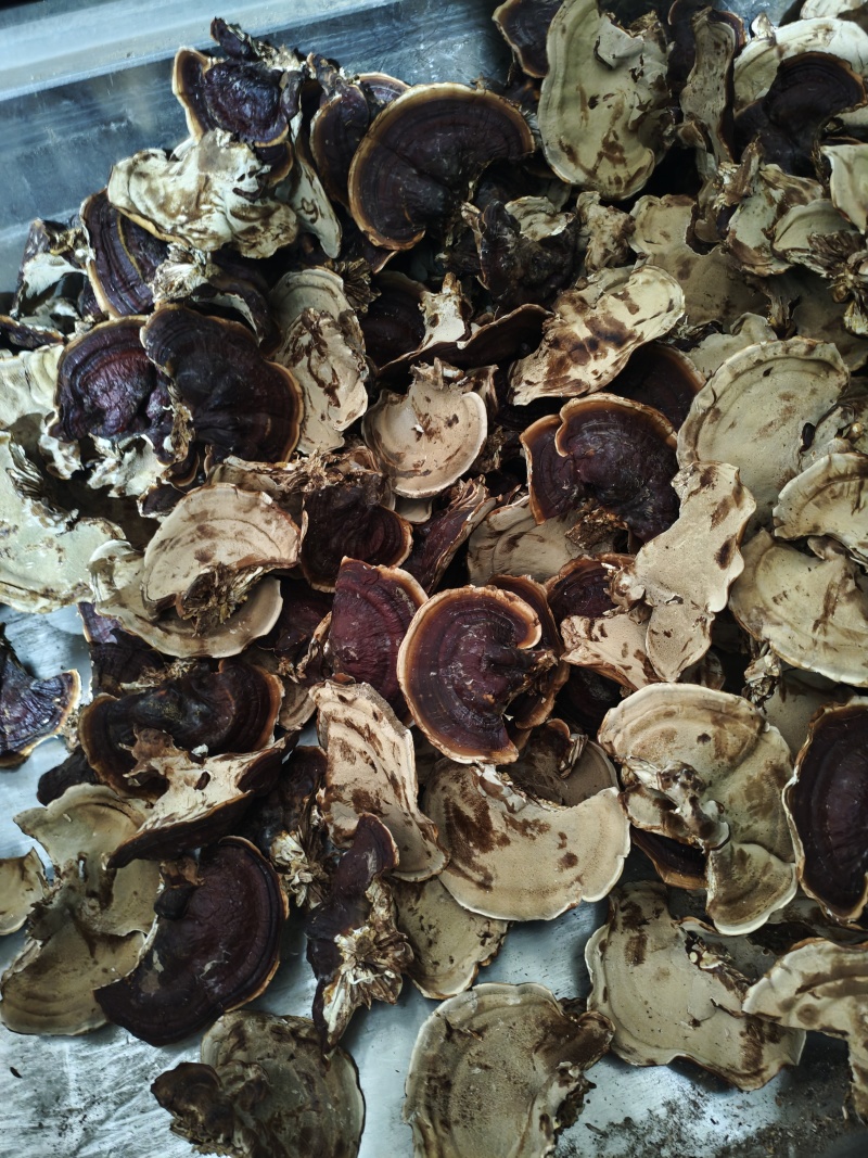 金边灵芝，大金边灵芝，浓香不苦，菌香浓郁，产地直发，
