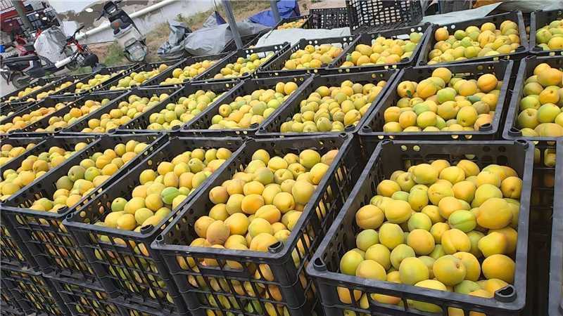河北金太阳罐杏基地直发量大价优欢迎随时联系看货