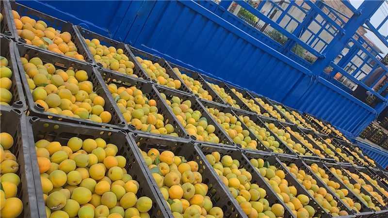 河北金太阳罐杏基地直发量大价优欢迎随时联系看货