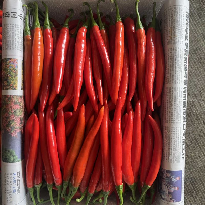 海花红，美人椒大棚种植，大量上市