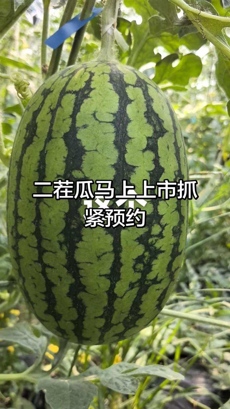 L600西瓜