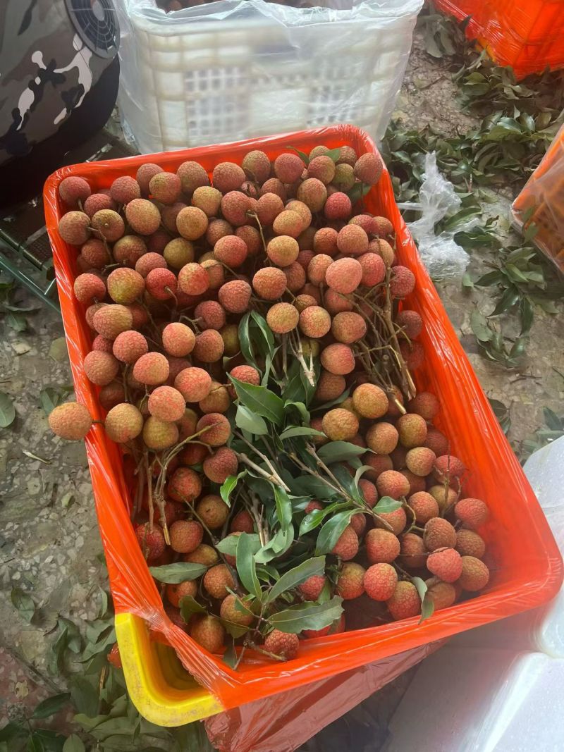 你们期待已久的荔枝，今天开始发现摘妃子笑和白糖罂荔枝！！
