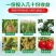 芸乐收增产套餐防病果树蔬菜小麦大蒜辣椒水稻玉米花生药材