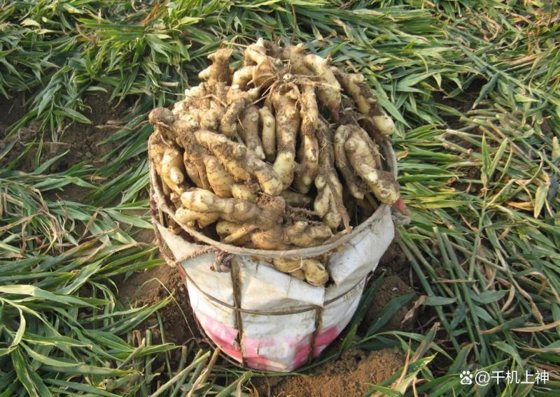 芸乐收增产套餐防病果树蔬菜小麦大蒜辣椒水稻玉米花生药材