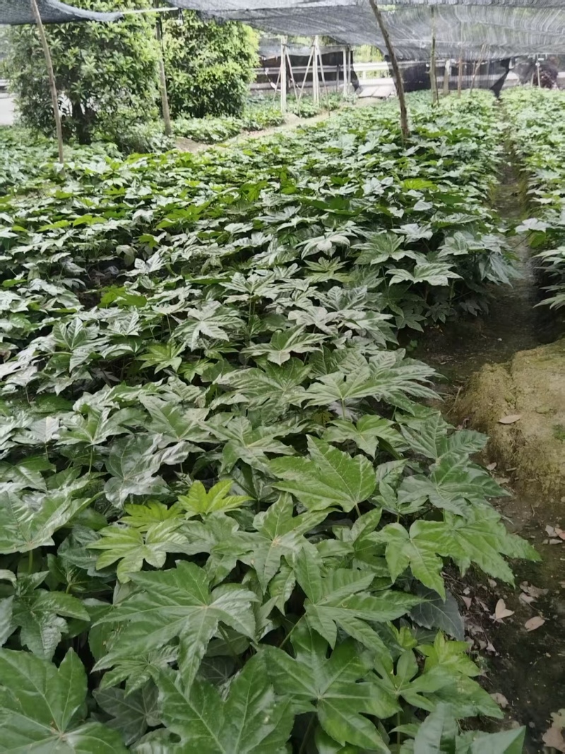 八角金盘杯苗，高度30-50厘米，大小杯，各种规格