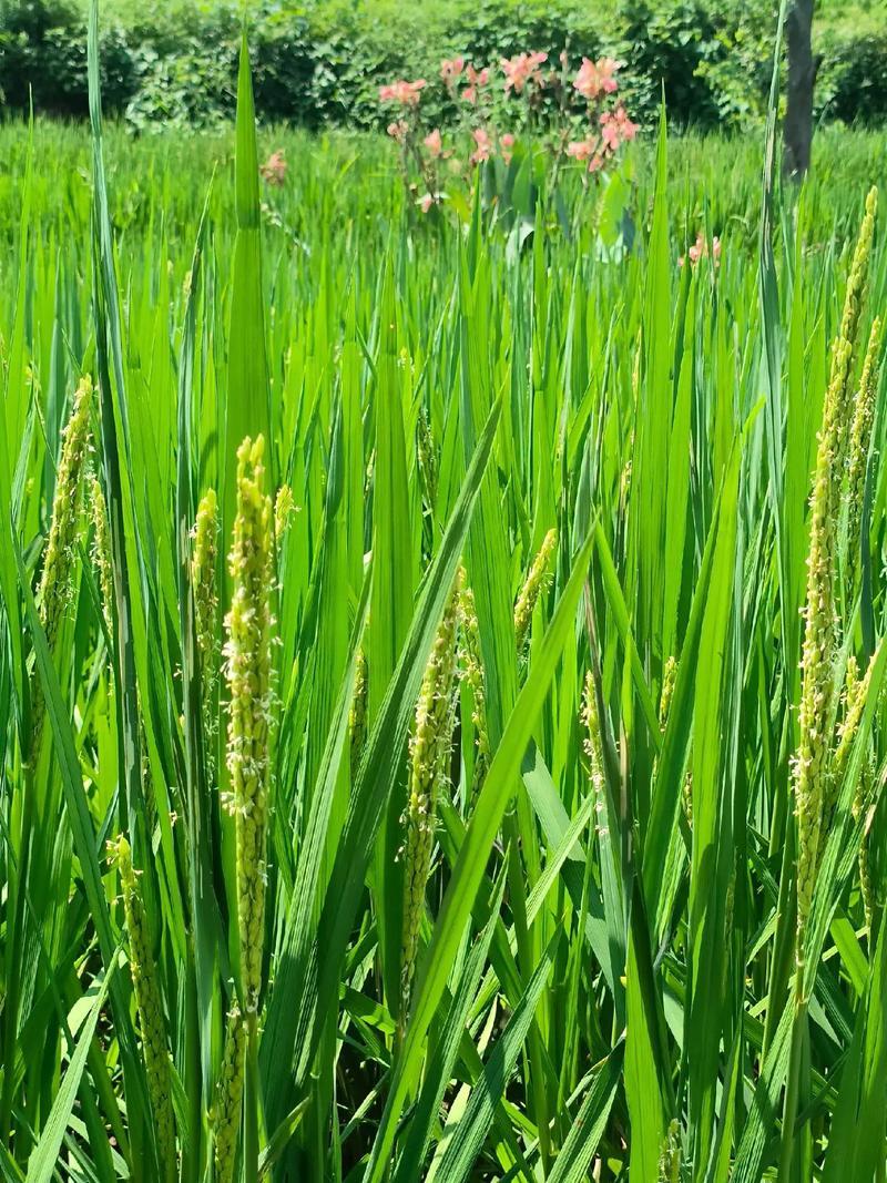 正品水稻专用套餐水稻套餐组合装稻黄金水稻打虫药套装杀虫剂