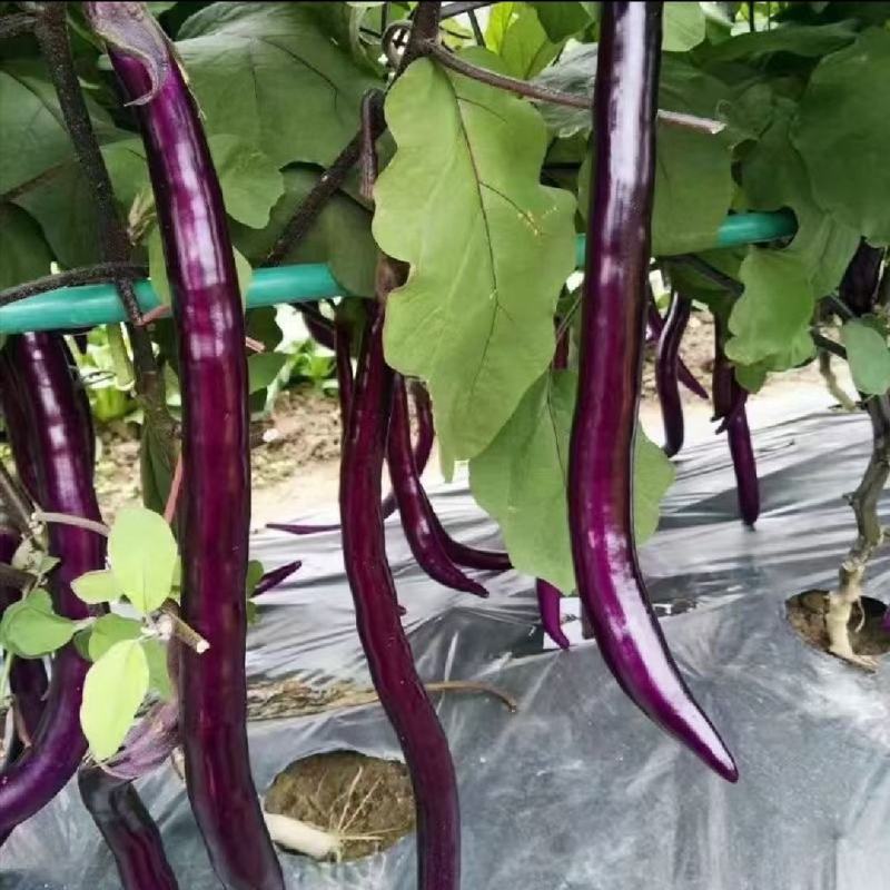 精品线茄子江苏昆山农家种植现采现发口感顺滑