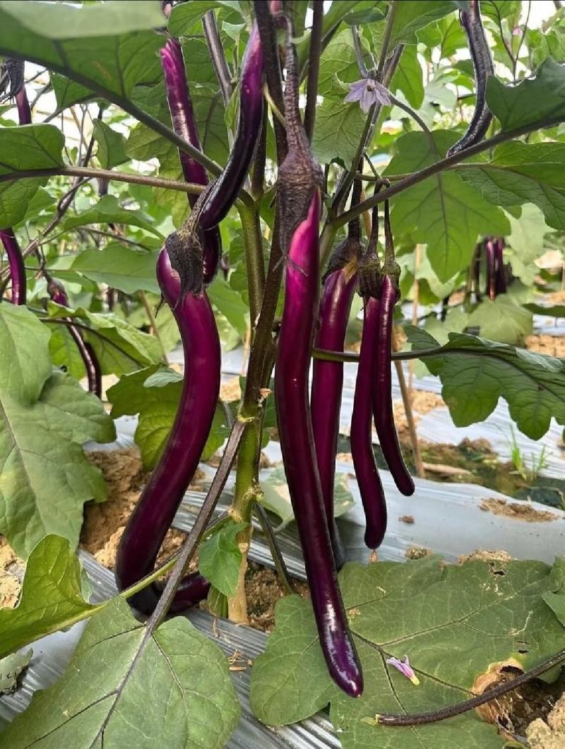 精品线茄子江苏昆山农家种植现采现发口感顺滑