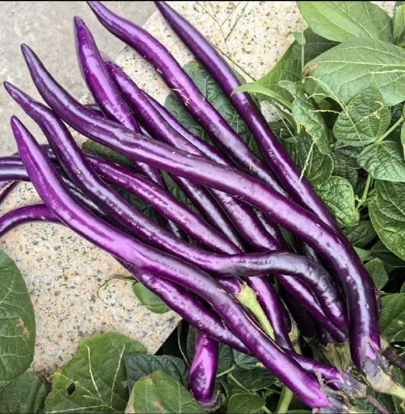 精品线茄子江苏昆山农家种植现采现发口感顺滑