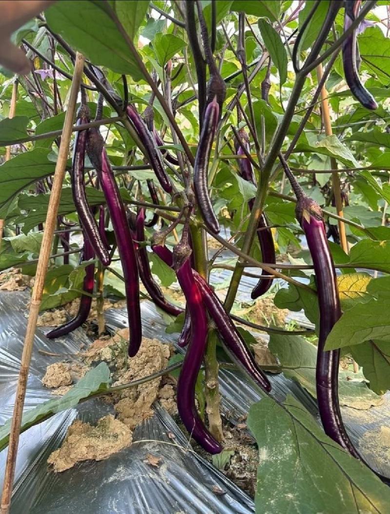 精品线茄子江苏昆山农家种植现采现发口感顺滑