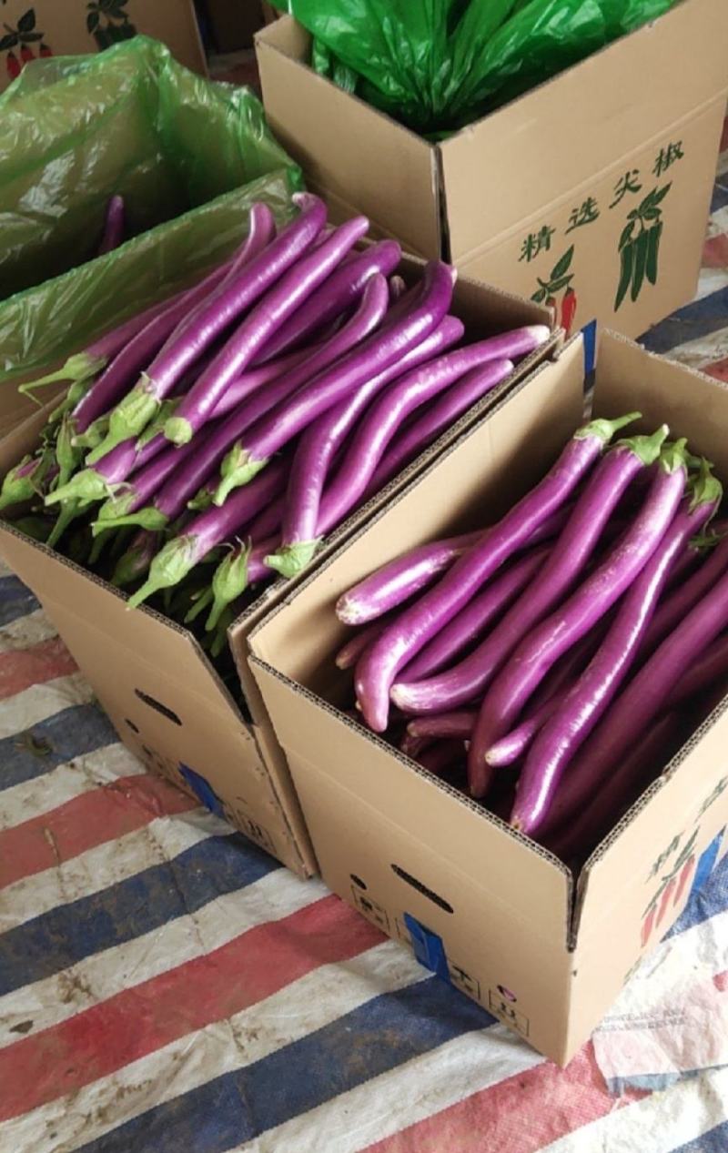 精品线茄子江苏昆山农家种植现采现发口感顺滑