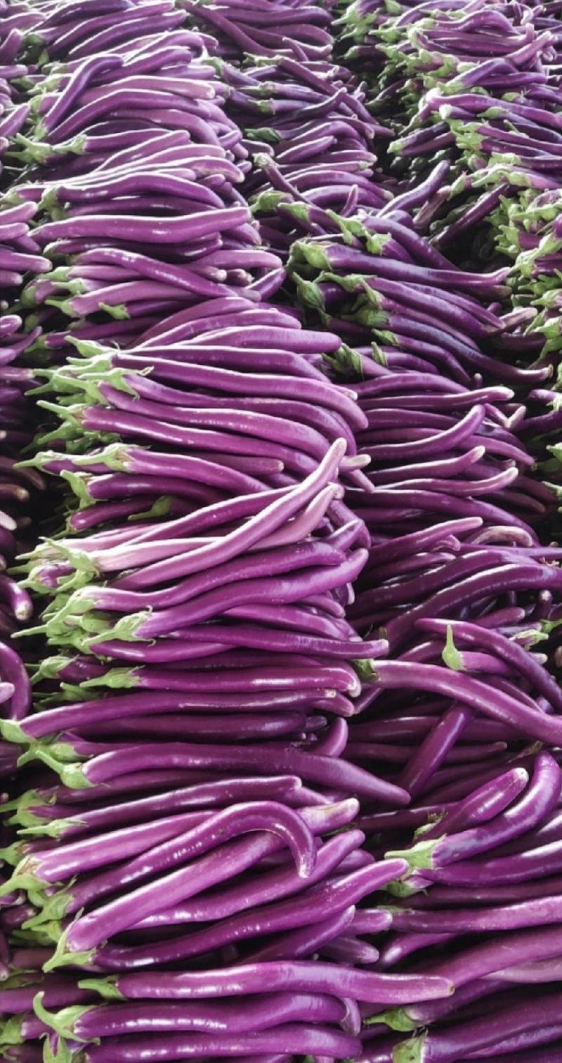 精品线茄子江苏昆山农家种植现采现发口感顺滑