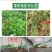 芸乐收花生套餐花生三遍药全套专用套餐控旺防早衰杀菌营养促
