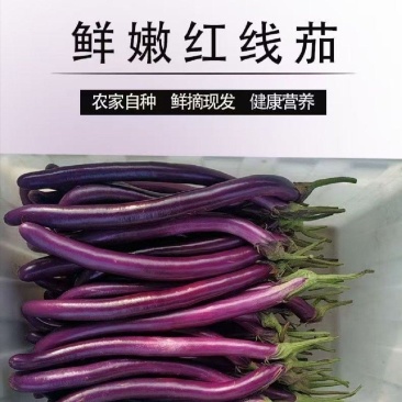 精品线茄子江苏昆山农家种植现采现发口感顺滑