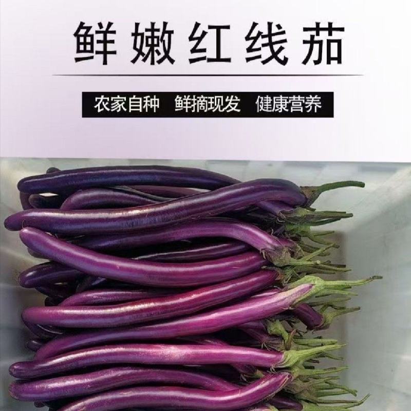 精品线茄子江苏昆山农家种植现采现发口感顺滑
