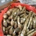 鸡枞菌