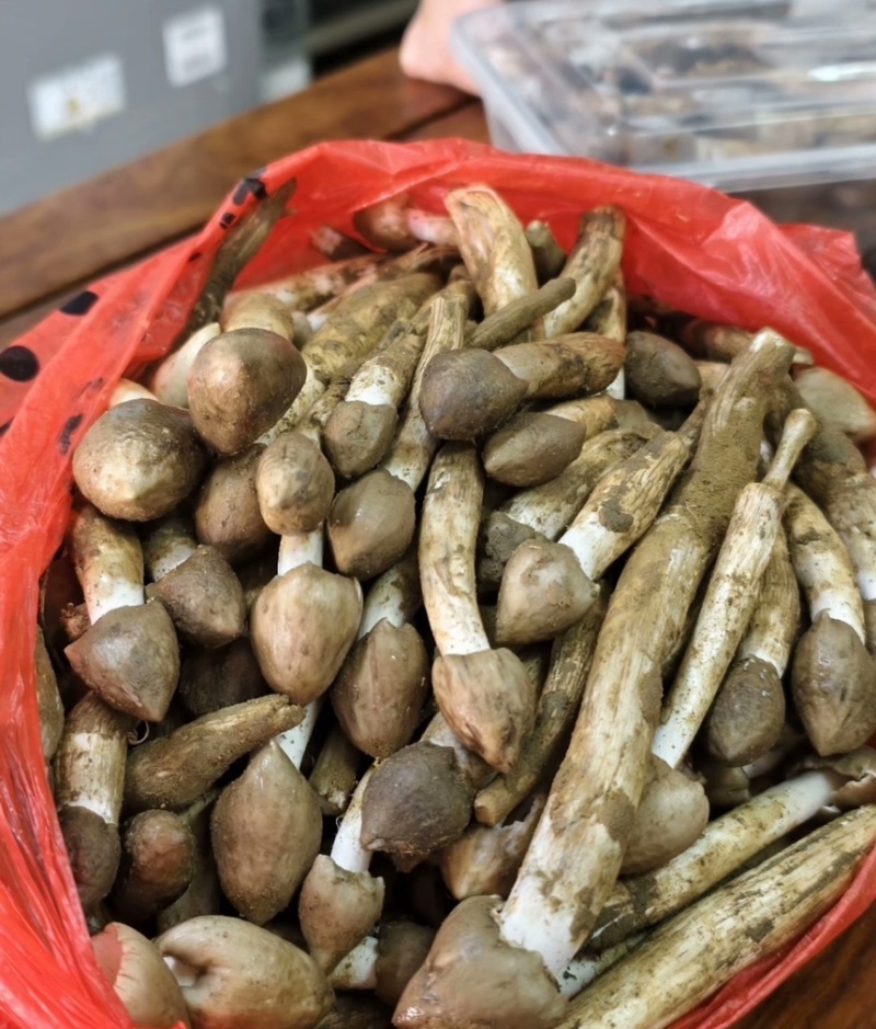 鸡枞菌