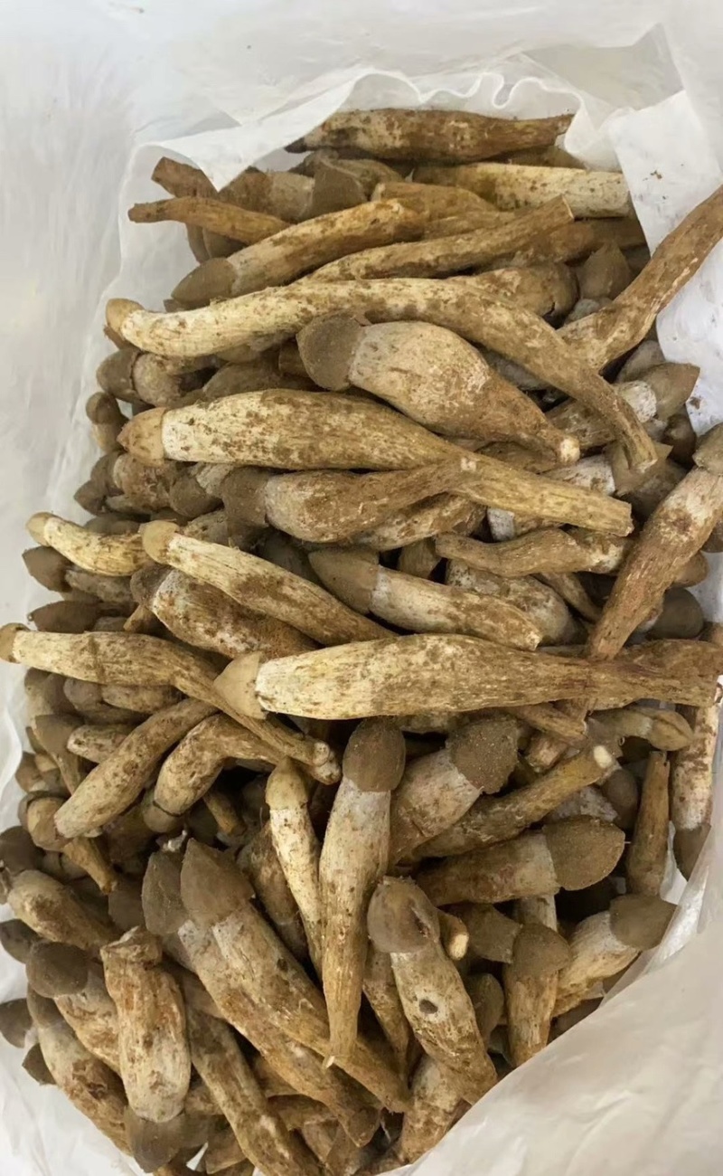 鸡枞菌
