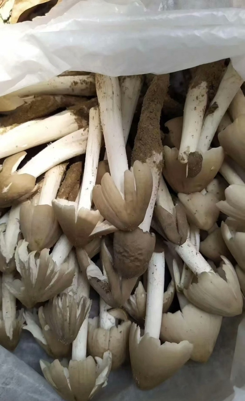 鸡枞菌