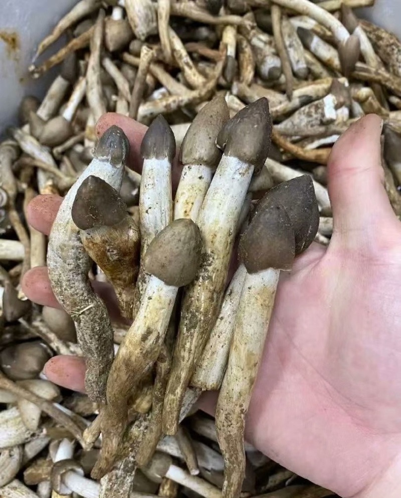 鸡枞菌