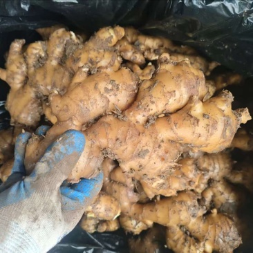 精品生姜，山东大姜大量供应，货源充足，量大从优