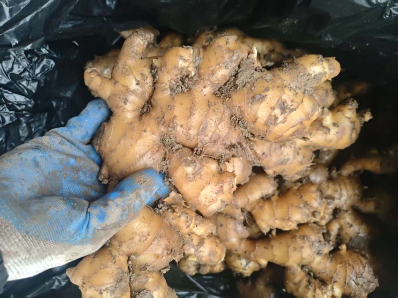 精品生姜，山东大姜大量供应，货源充足，量大从优