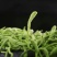 平邑金银花茶250g散装天然特纯级茶叶泡水搭配组合菊花清