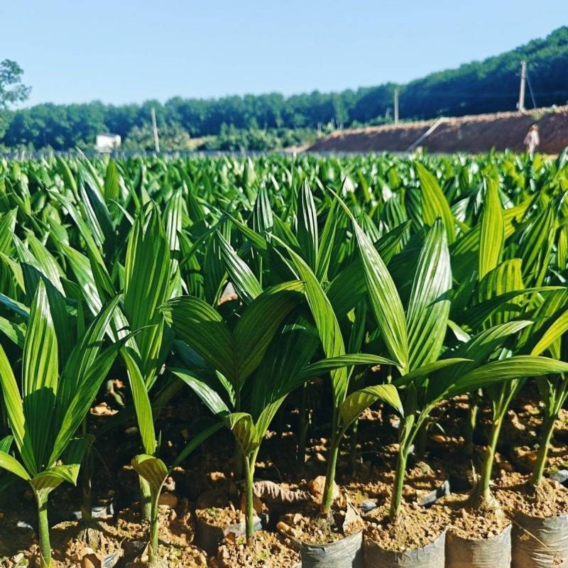 矮节海南本地高产槟榔苗