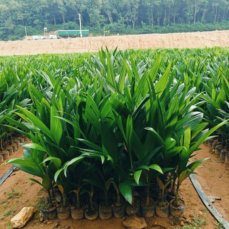 矮节海南本地高产槟榔苗