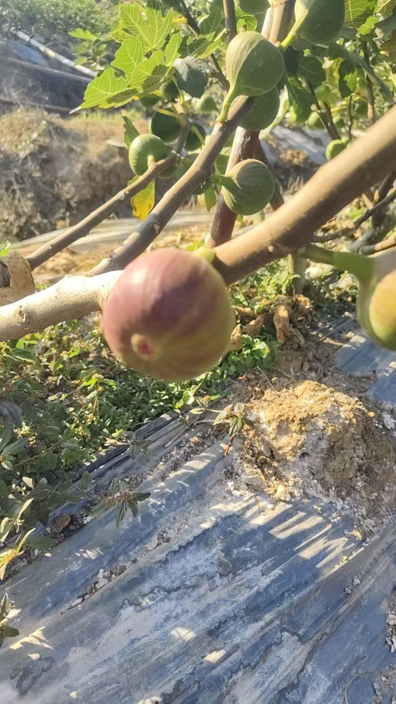 无花果全年供货，电商市场渠道一件代发有需要的来