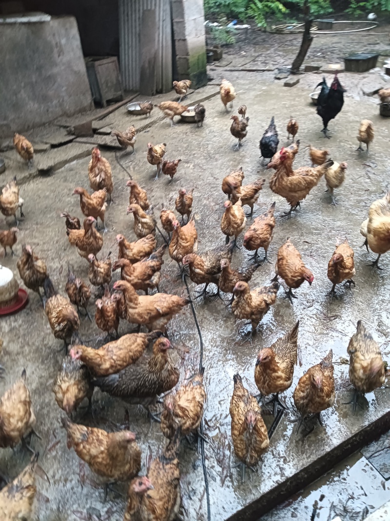 土鸡蛋
