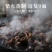 九华山50年野生制黄精九蒸九晒黄精油头辟谷肉黄精即食泡茶