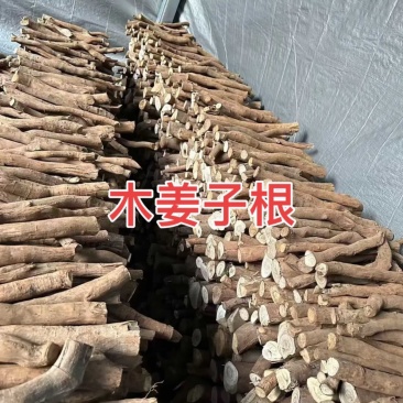木姜子根