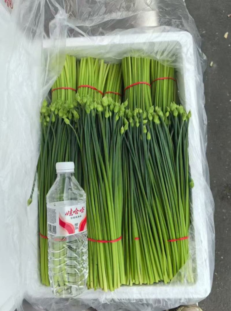 精品耐寒韭苔，品质保证安需求包装发货一手货源。