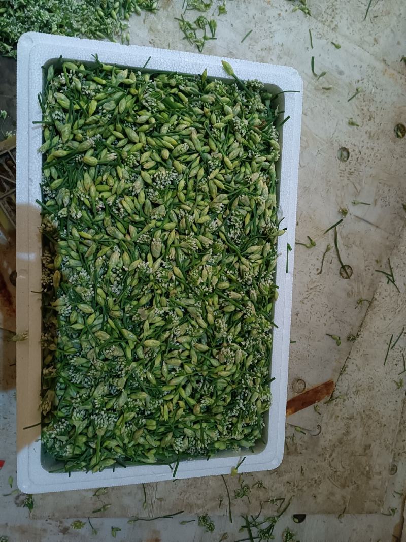 精品韭花豆，产地直发一手货源可供商超，平台电商以及各市场