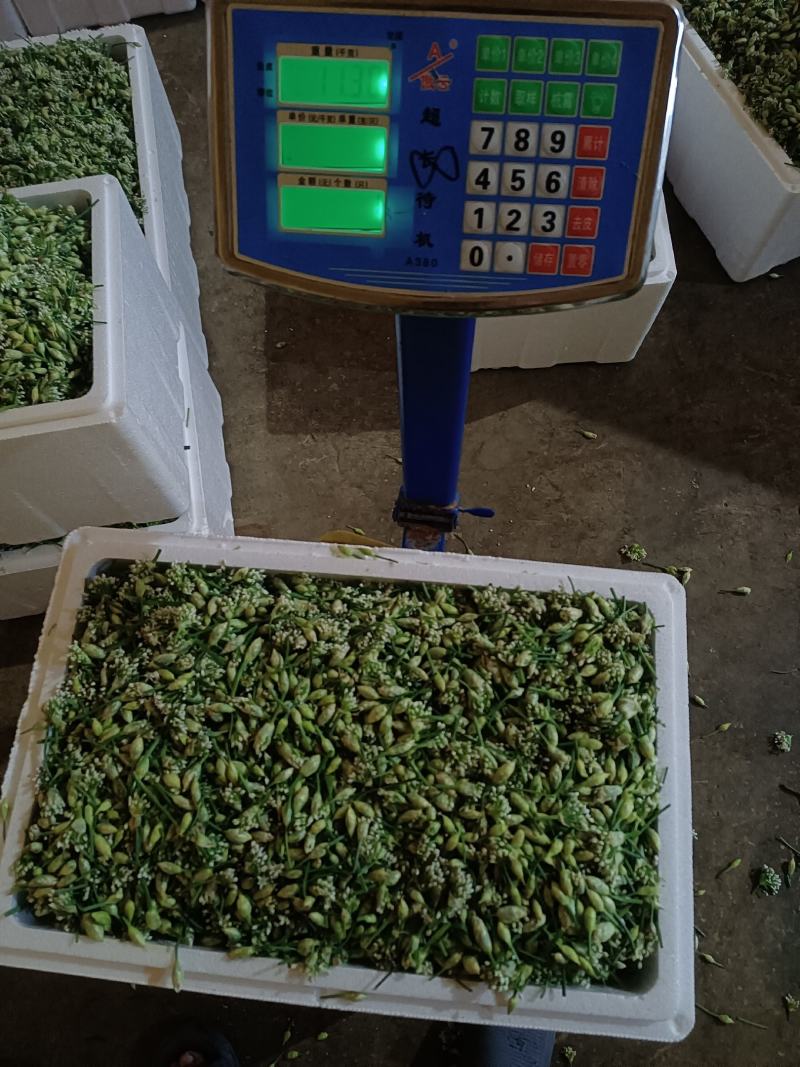精品韭花豆，产地直发一手货源可供商超，平台电商以及各市场