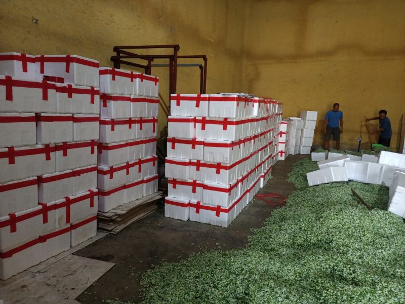 精品韭花豆，产地直发一手货源可供商超，平台电商以及各市场