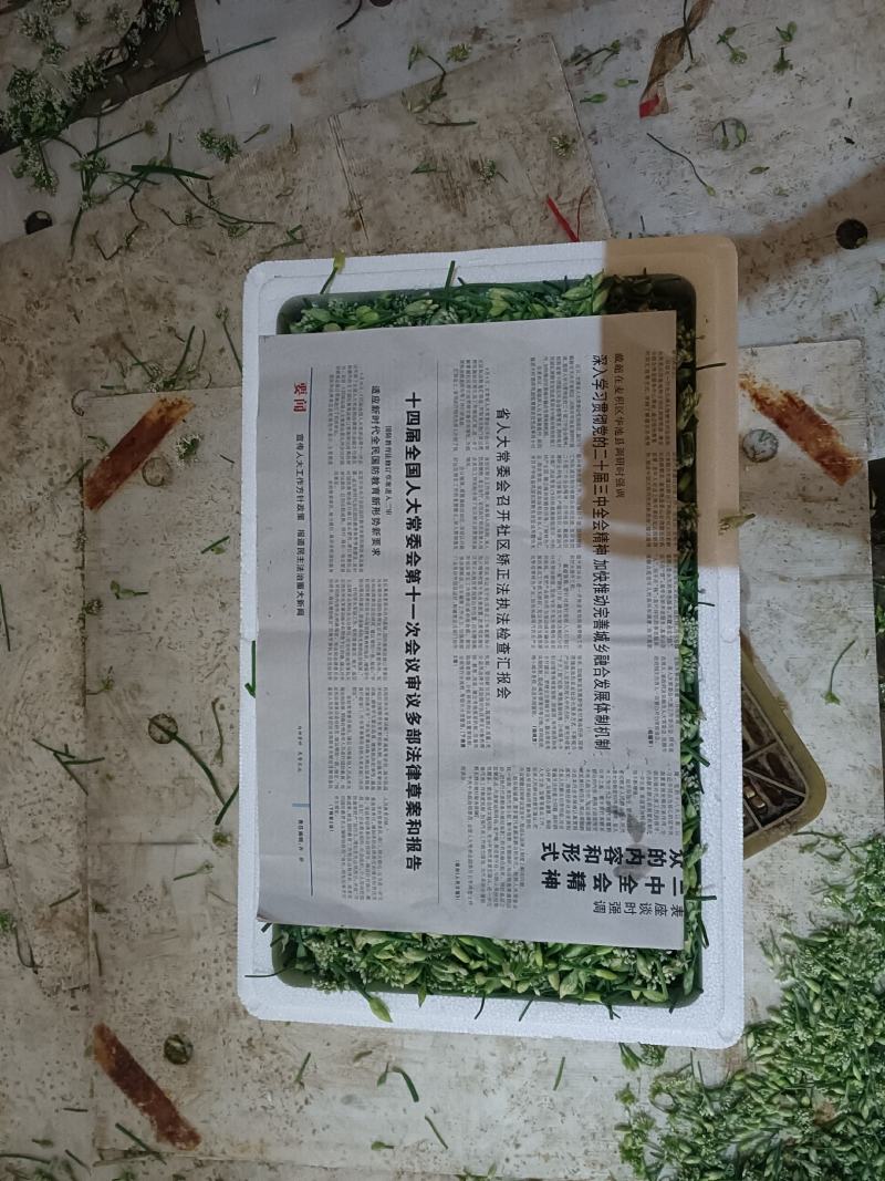 精品韭花豆，产地直发一手货源可供商超，平台电商以及各市场
