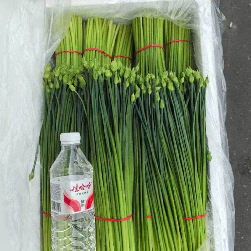 万亩韭菜耐寒韭台，可按要求包装，对接各大市场，可打冷发车