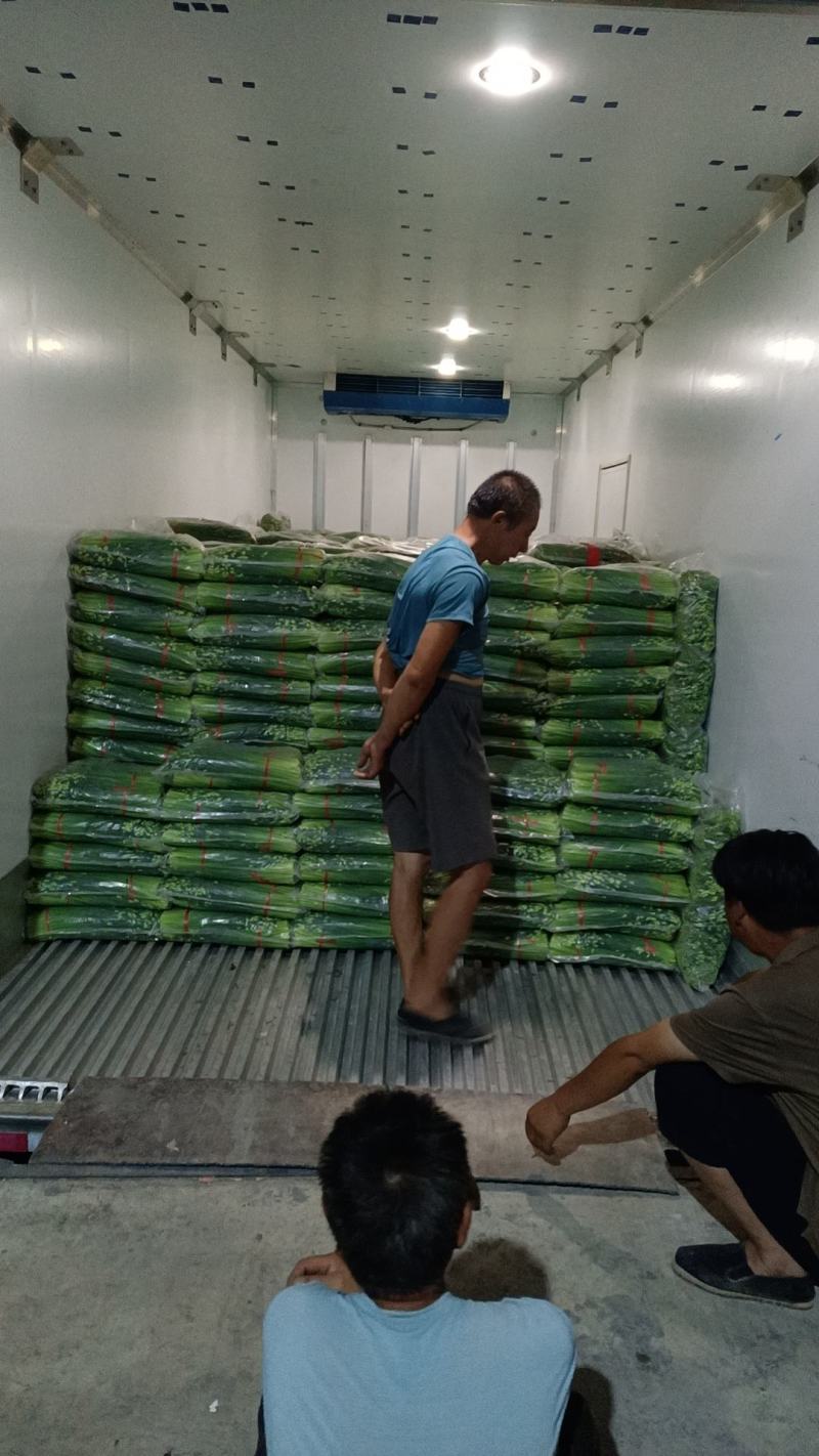 万亩耐寒韭苔种植基地一手货源，可对接各大市场和电商平台