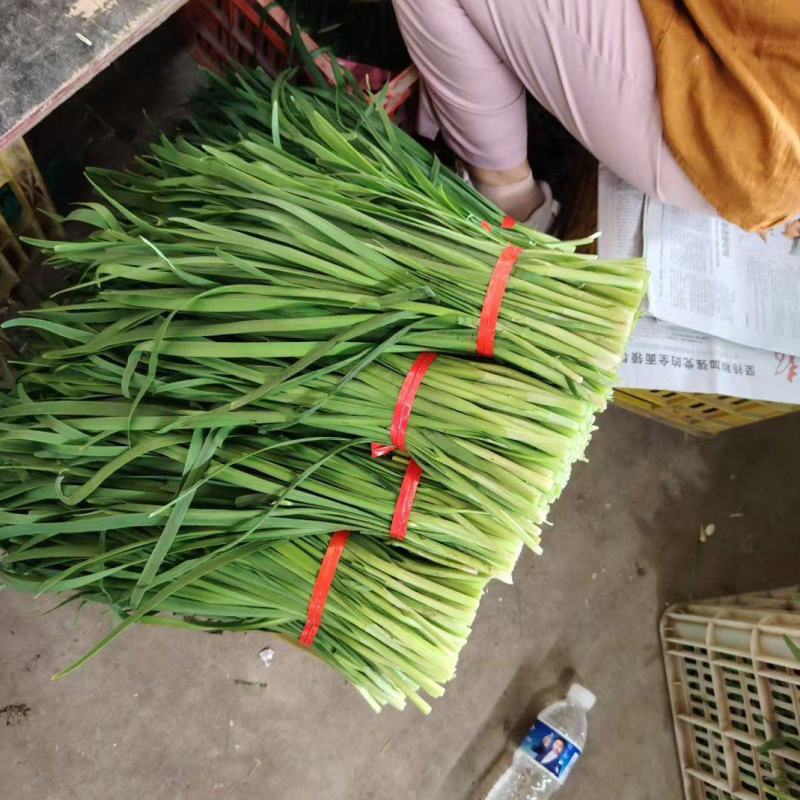 精品四季耐寒韭菜，安需求加工小把泡沫箱。